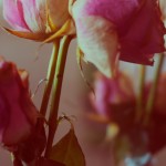 stems